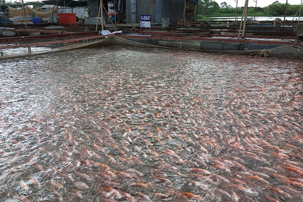 thuy_san-11_03_26_541_1