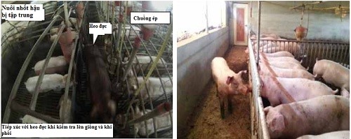 tiếp xúc heo đực 2