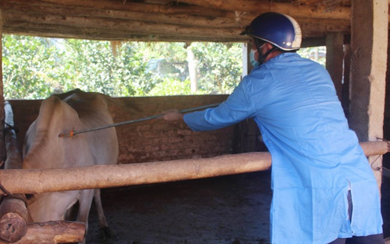 Tiêm phòng cho đàn vật nuôi: Chuyển biến tích cực từ người chăn nuôi