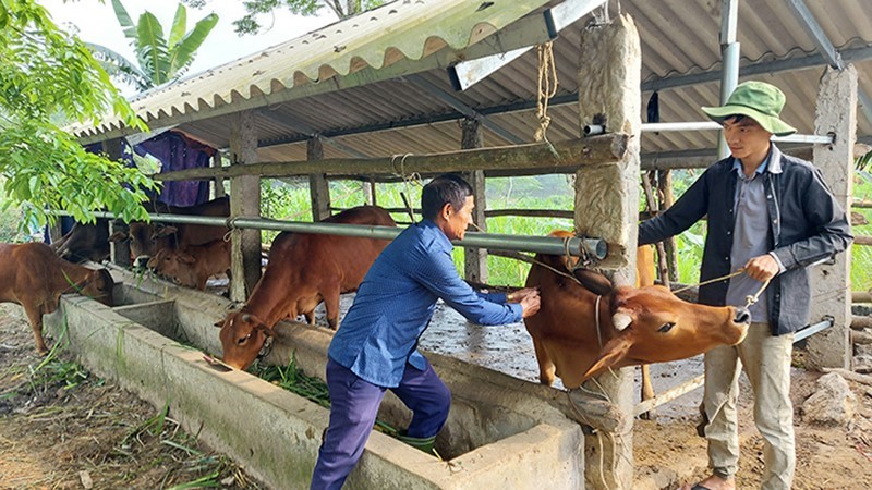 tiem-phong-cho-bo(2)