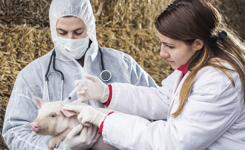 tiem-vaccine-cho-heo