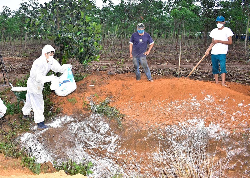 tieu huy gia cam h5n1