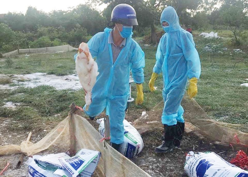 tieu-huy-gia-cam-a-h5n8