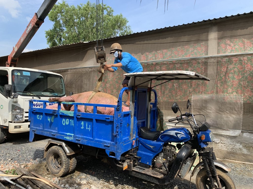 Quảng Nam: Hơn 6 tỷ đồng hỗ trợ chủ vật nuôi có gia súc bị tiêu hủy bắt buộc