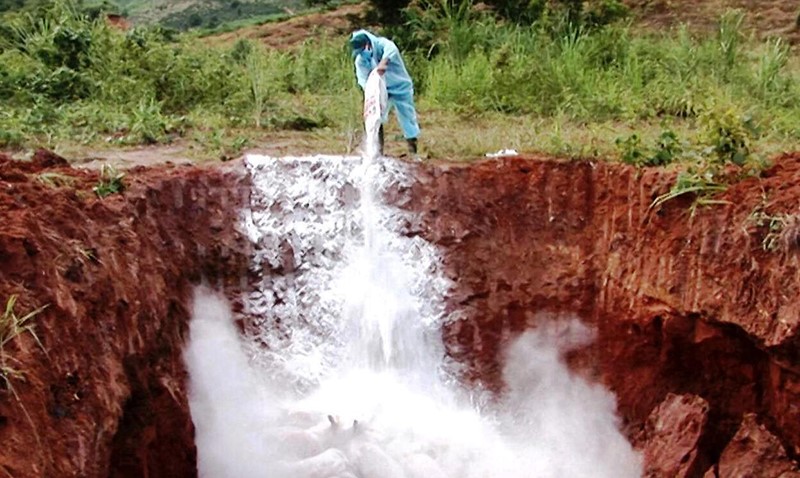 tieu-huy-heo-ngoc-hoi