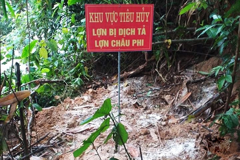 tieu-huy-heo-vu-quang