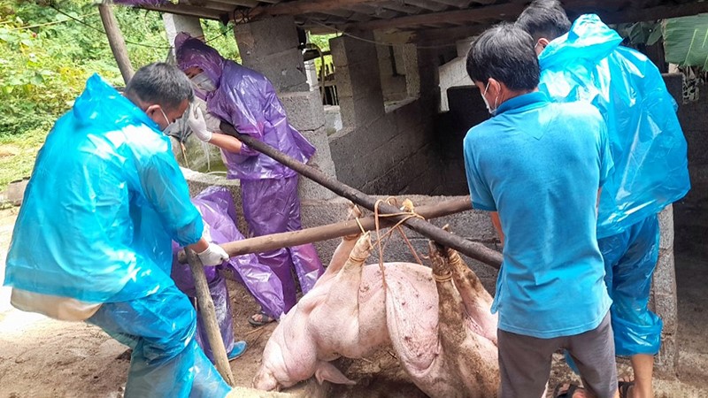 tieu-huy-lon-cao-bang