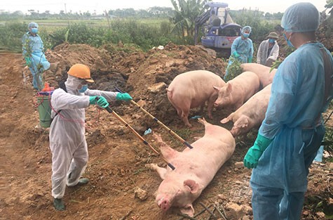 tieu-huy-lon-mac-benh