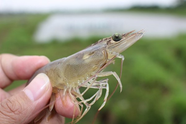 tinh-hinh-dich-benh-tom-nam-2020-768x512_1_1