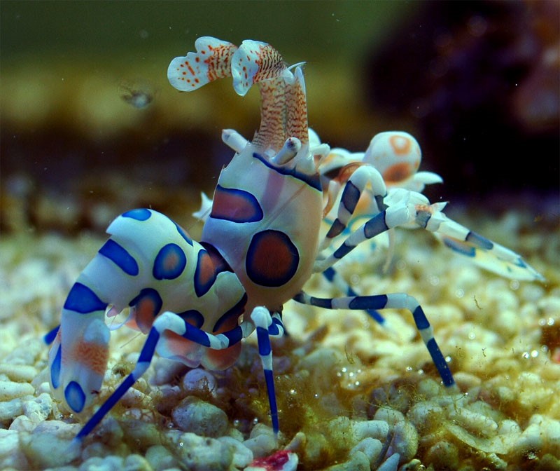 tom he- hymenocerapicta