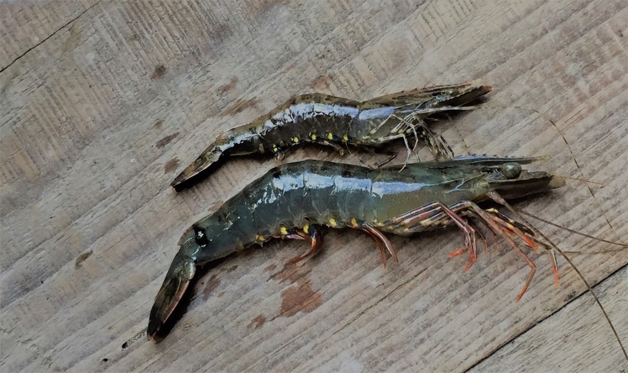 tom su cham lon 0001