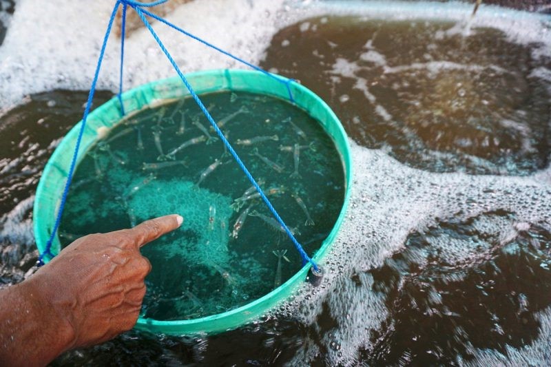 tom-benh-thuong-bo-an-e1649985247533