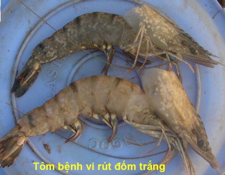 tom-benh-vi-rut-dom-trang