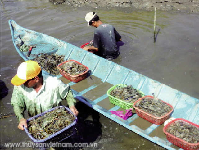 tom-cang-xanh-tom-su