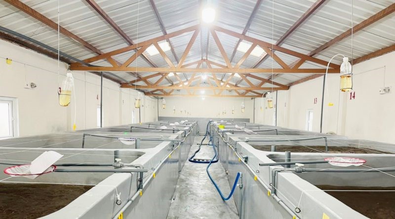 tom-giong-nuoi-bang-dong-trung-ha-thao-e1638167462898