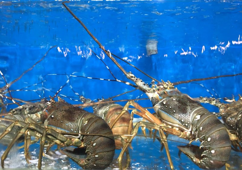 tom-hum-e1624431506627