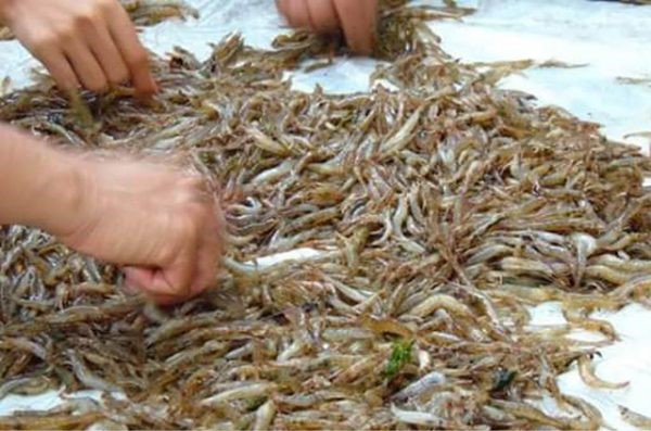 tom-nhiem-benh-e1587954275566