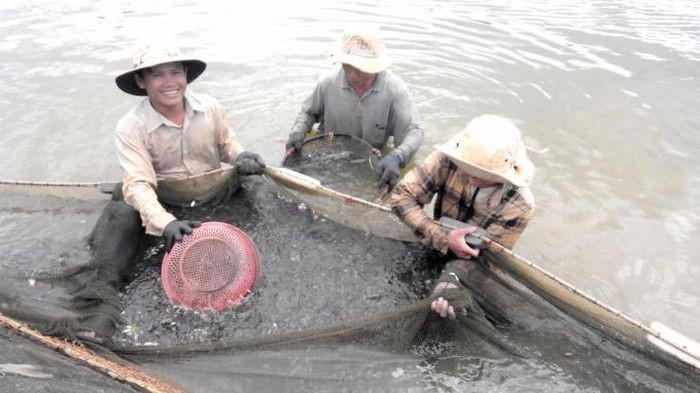 tom-nuoi-du-luong-khang-sinh