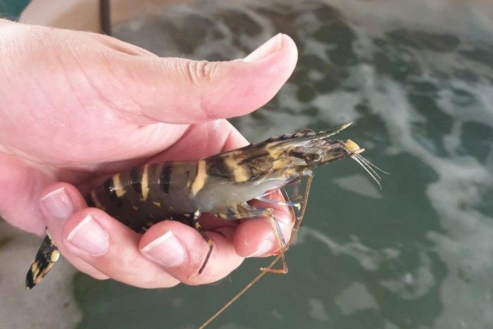 tom-su-bo-me-e1646186616297