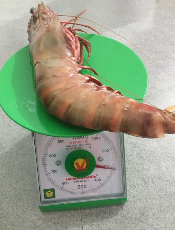 tom-su-khong-lo-e1638864901486