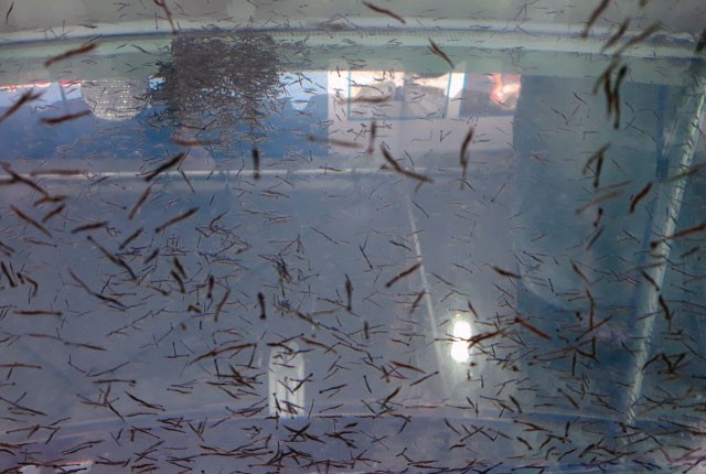 tom-tang-trg-tot-nho-song-sun-01