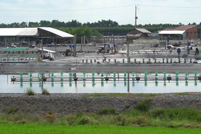 tom-the-chan-trang-tai-dong-thap-muoi-e1638494559927