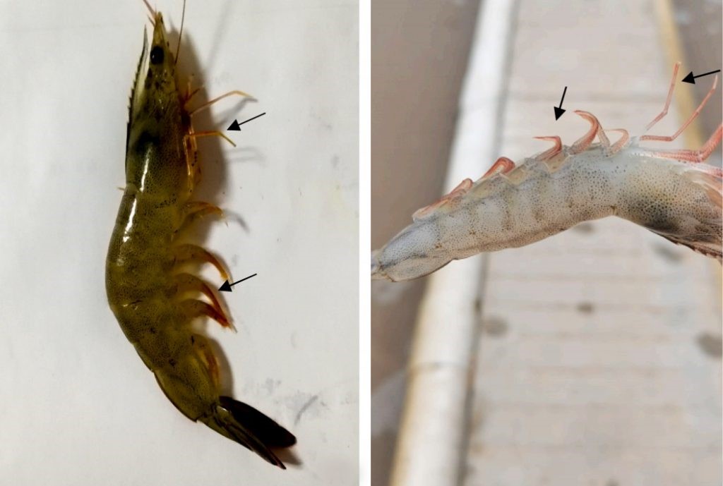 tom-the-do-chan_1609903668-1024x689-1