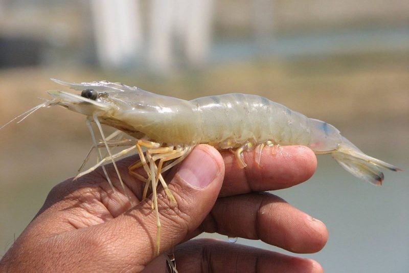 tom-the-e1637050911693