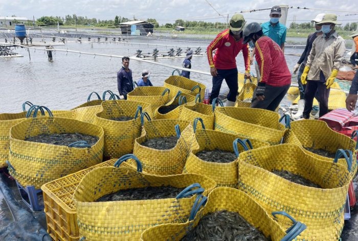 tom_1-e1631553372422