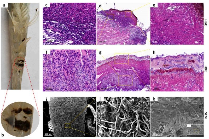ton-thuong-dom-den-tren-tom-e1644830123624