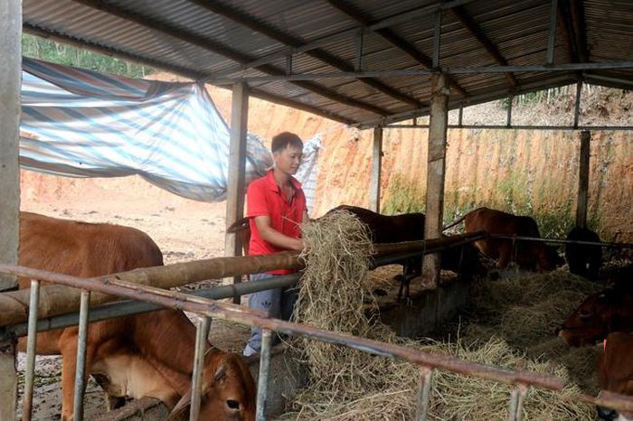 trang-trai-nuoi-gia-suc