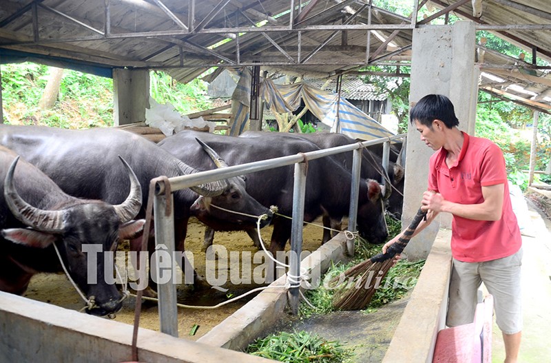 Tuyên Quang công bố hết dịch viêm da nổi cục trên trâu, bò