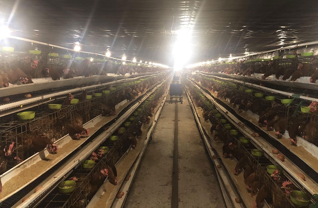 trung-ga-re-hon-rau_tszz