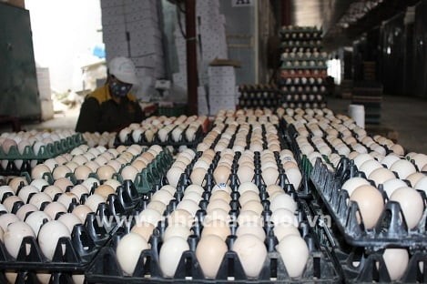 Tiêu thụ giống gia cầm ở phía Bắc giảm từ 30-35%, giá bán chạm đáy