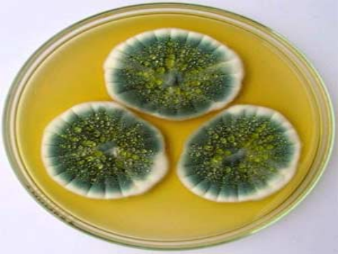 tuyen-chon-dong-aspergillus-niger-sinh-tong-hop-protease-hoat-tinh-cao