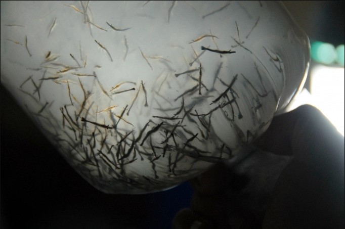 ung-dung-cong-nghe-so-de-nuoi-tom-nuoc-lo-1