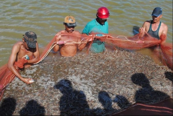 ung-dung-cong-nghe-so-de-nuoi-tom-nuoc-lo