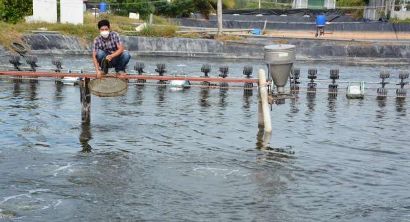 ung-dung-nuoi-tom-cong-nghe-cao-e1640933428650