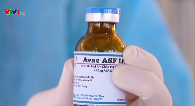 Đột phá ngành nuôi lợn Việt Nam: Vaccin dịch tả lợn Châu Phi sẽ có trong quý II năm 2022