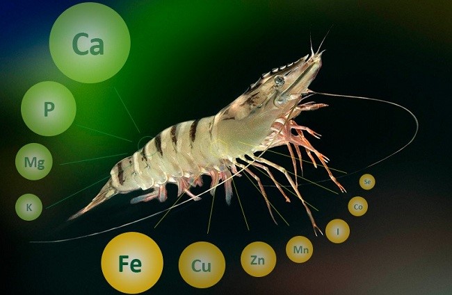 vai-tro-cua-chat-khoang-doi-voi-tom-nuoi-1