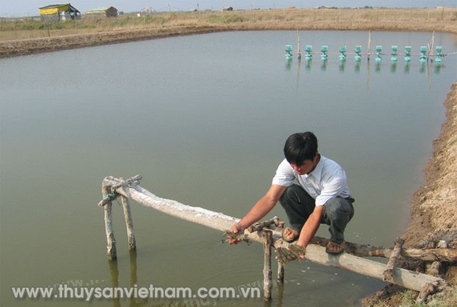 vai-tro-cua-dong-trong-nuoi-tom-01