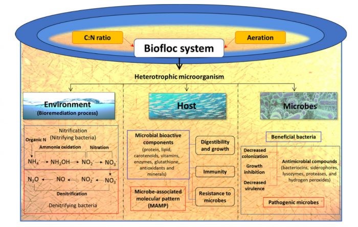 vai-tro-cua-he-thong-biofloc-e1637735442479