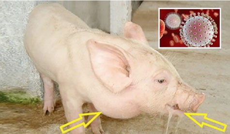 viem-nao-nhat-ban-o-heo