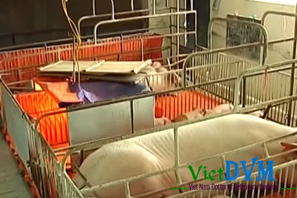 vietphuong-um-heo-trong-mua-lanh-2