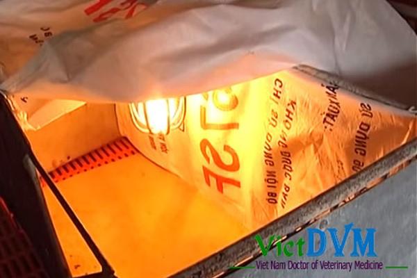 vietphuong-um-heo-trong-mua-lanh-8 (1)