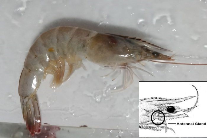 virus-dom-trang-xam-nhap-vao-tom-e1636682546392