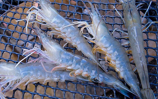 virus-gay-benh-than-thuy-tinh-tren-tom