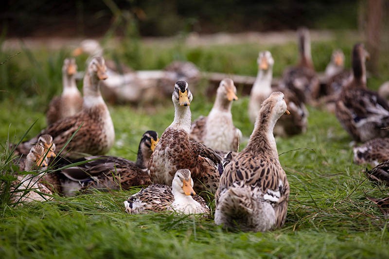 Phòng trị bệnh Reovirus trên vịt