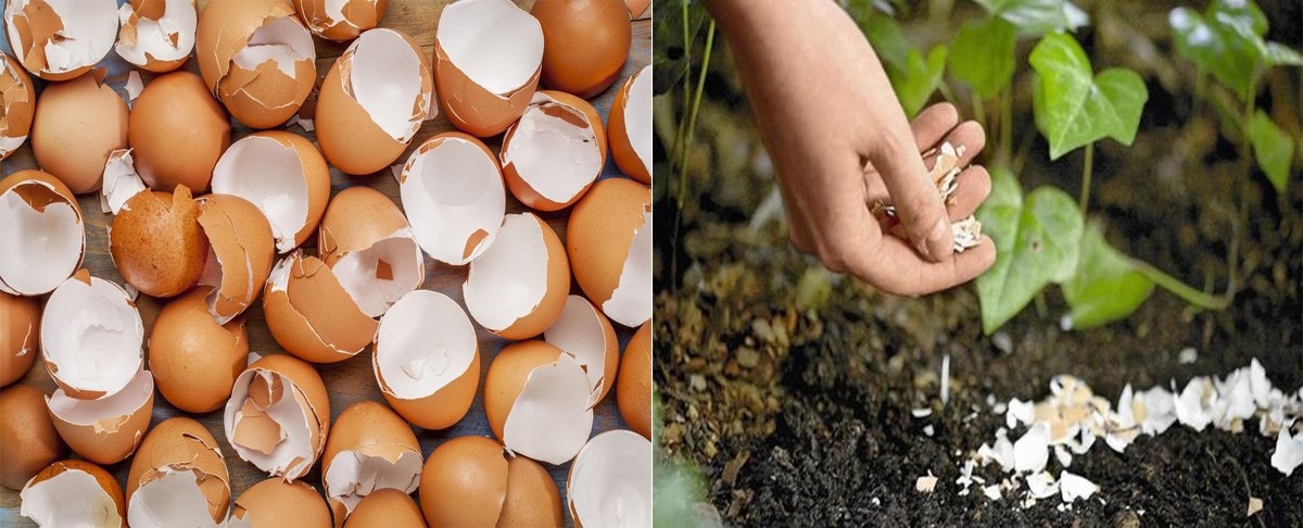 vo-trung-dung-de-bon-cay