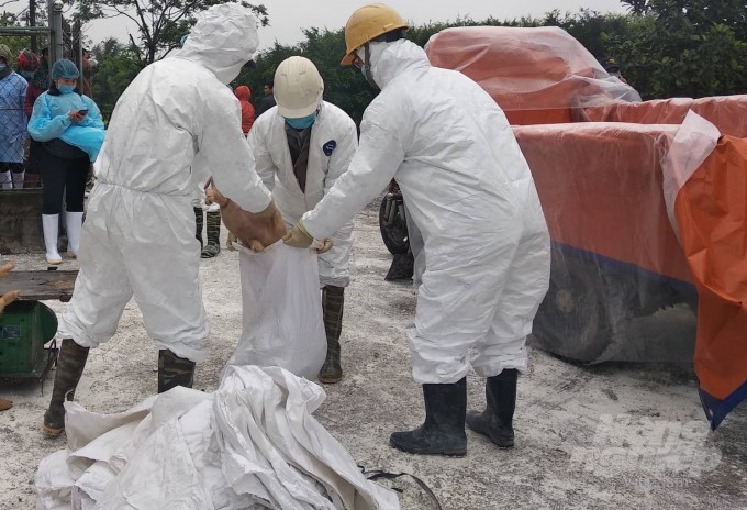 watermark_tieu-huy-lon-bi-benh-1617_20210528_792-163254